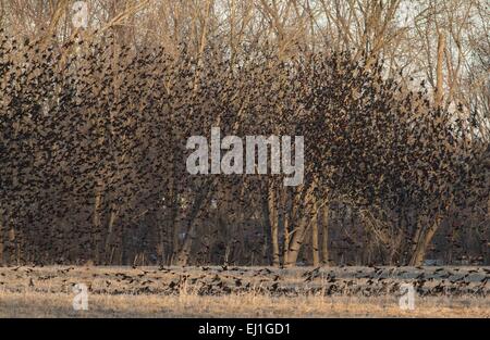 Wawayanda, N.Y, USA. Mar 19, 2015. Un grand troupeau de carouges à épaulettes s'exécute à partir d'un champ de Wawayanda, New York, sur un après-midi de fin d'hiver. Crédit : Tom Bushey/ZUMA/Alamy Fil Live News Banque D'Images