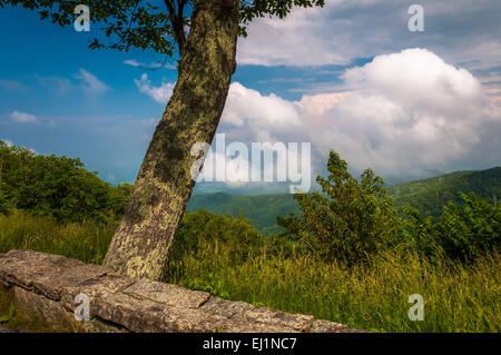 Arborescence et afficher des Appalaches de Skyline Drive dans le Parc National Shenandoah, en Virginie. Banque D'Images