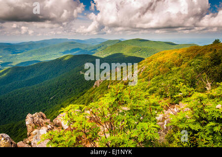 Vue sur les montagnes Blue Ridge de Stony Man Mountain, le Parc National Shenandoah, en Virginie. Banque D'Images