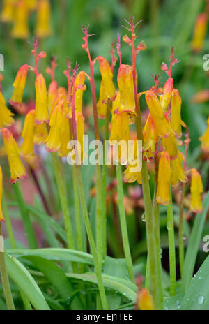 Lachenalia aloides - Fleurs d'Opale en provenance d'Afrique du Sud Banque D'Images