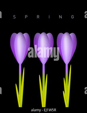 Trois crocus violet sur un fond de printemps Illustration de Vecteur