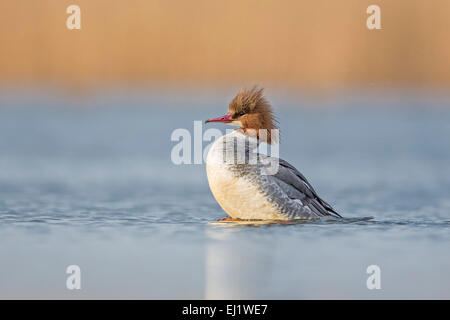 Harle bièvre (Mergus merganser) féminin, au lissage, du fleuve Elbe, Saxe-Anhalt, Allemagne Banque D'Images