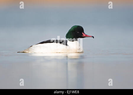 Harle bièvre (Mergus merganser), homme, au milieu de la rivière Elbe, Saxe-Anhalt, Allemagne Banque D'Images