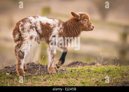 L'agneau nouveau-né blanc brun (Capra aegagrus hircus) au printemps dans un pré. Banque D'Images