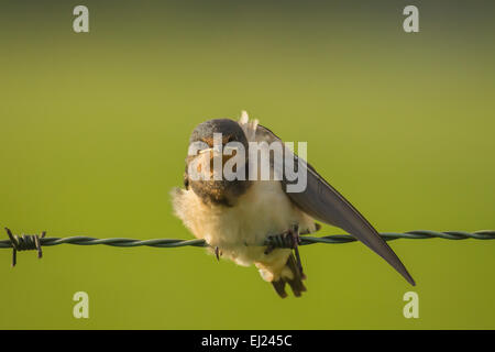 L'hirondelle rustique (Hirundo rustica) étend ses ailes alors qu'elle repose sur le fil vert au cours d'un lever tôt le matin Banque D'Images