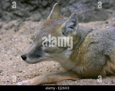 Le renard véloce (Vulpes velox), originaire de prairies du sud du Canada et le nord des Etats-Unis Banque D'Images