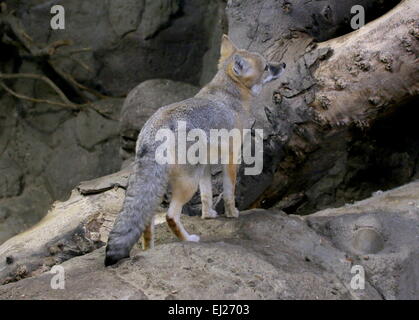 Le renard véloce (Vulpes velox), originaire de prairies du sud du Canada et le nord des Etats-Unis Banque D'Images