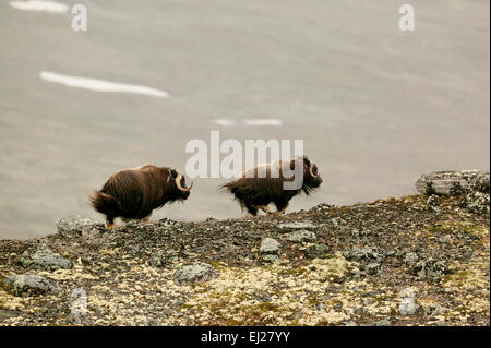 Boeuf musqué, Ovibos moschatus, courir dans le parc national de Dovrefjell, Dovre dans Oppland fylke, la Norvège. Banque D'Images