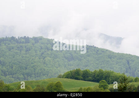 Foggy Mountain avec paysage Printemps vert forêt après la pluie Banque D'Images