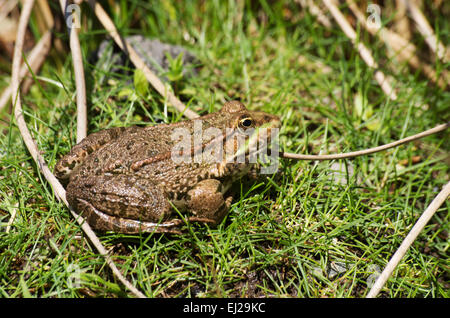 MARSH Frog, Rana ridibunda, Surrey, Angleterre ; Banque D'Images