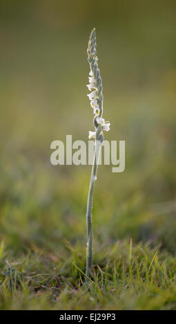 Un automne dans les tresses Mesdames New Forest. Banque D'Images