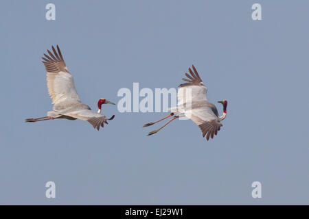 Grues Sarus ou Indien (Grus antigone) en vol Banque D'Images