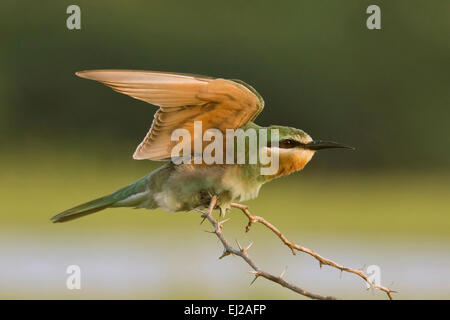 Blue-cheeked Bee-eater (Merops persicus) ailes d'étirement Banque D'Images