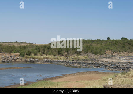 Massai Mara, Mara River, Mara Fluss, Hippo,Paysage, Banque D'Images