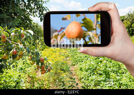 Travel Concept - office prend photo de poire mûre jaune et rouge sur l'arbre dans un verger sur smartphone, Banque D'Images