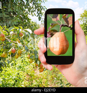 Travel Concept - office prend photo de poire mûre jaune et rouge sur la branche dans un verger sur smartphone, Banque D'Images