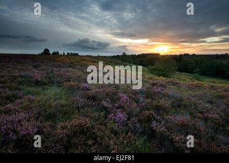 Une vue de Rockford commun dans la New Forest. Banque D'Images