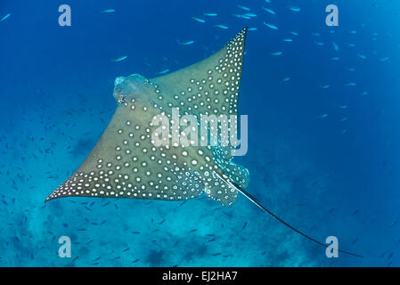 Aetobatus narinari, White-Spotted Eagle Ray, Dhonfan Thila, l'atoll de Baa, Maldives, océan Indien Banque D'Images