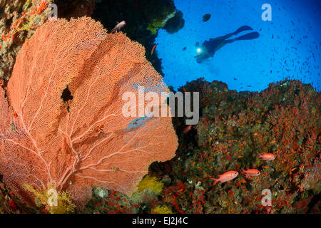 Subergorgia sp., géant d'éventails de mer et de plongée sous marine, Muthafushi Thila, l'atoll de Baa, Maldives, océan Indien Banque D'Images