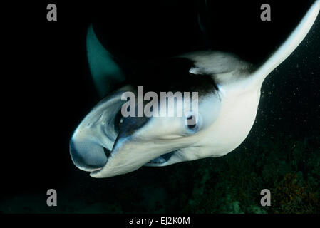 Manta alfredi, Reefmanta Nightdive Alimentation pendant, Fesdhoo Fesdhoo Lagon près de Faru, Ari Atoll, Maldives, océan Indien Banque D'Images