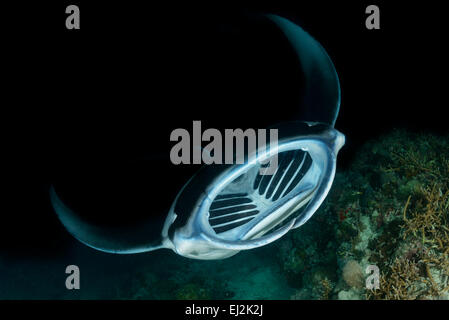 Manta alfredi, Reefmanta Nightdive Alimentation pendant, Fesdhoo Fesdhoo Lagon près de Faru, Ari Atoll, Maldives, océan Indien Banque D'Images