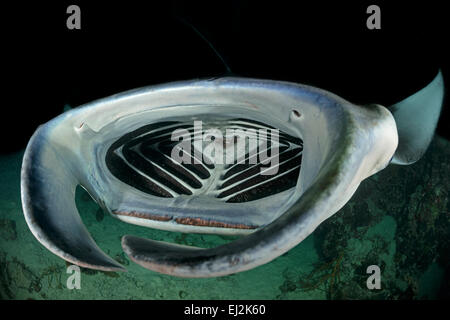 Manta alfredi, Reefmanta Nightdive Alimentation pendant, Fesdhoo Fesdhoo Lagon près de Faru, Ari Atoll, Maldives, océan Indien Banque D'Images