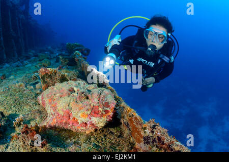 Synanceia verrucosa, scuba diver avec stonfisch Kudhi sur naufrage MV Maa, Mahchafushi, Maldives, océan Indien Banque D'Images