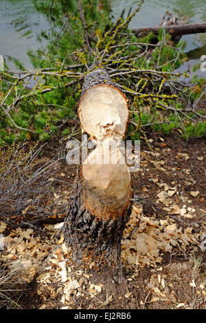 Un sapin sur le bord de la rivière Deschutes dans le centre de l'Oregon qui a été rongé par les castors. Banque D'Images