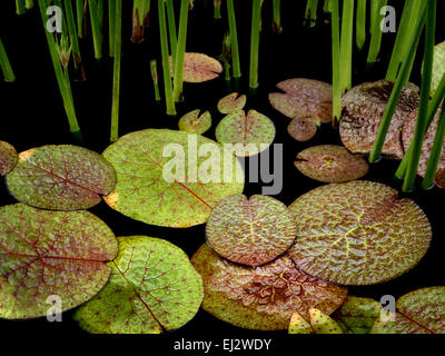 Les feuilles de nénuphar dans l'étang. Oregon Banque D'Images