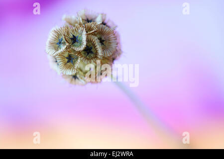 Scabiosa stellata distinctif, paper moon Jane Ann Butler Photography JABP1001 Banque D'Images