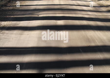 Lignes d'ombre était calme sur le sable forest road Banque D'Images