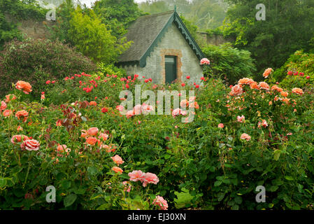 Jardin de roses et de chalet. Jardins de Château Domoland, Irlande Banque D'Images