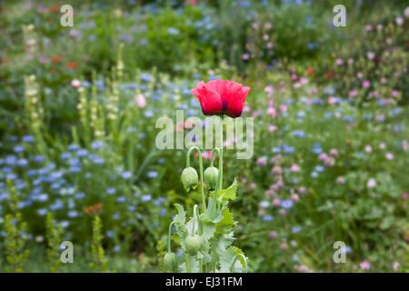 Papaver somniferum Banque D'Images