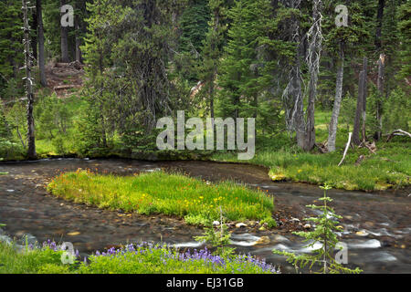 OREGON - blooming fleurs sauvages le long des rives du ruisseau de l'automne le long du sentier des lacs vert dans les trois soeurs région sauvage. Banque D'Images