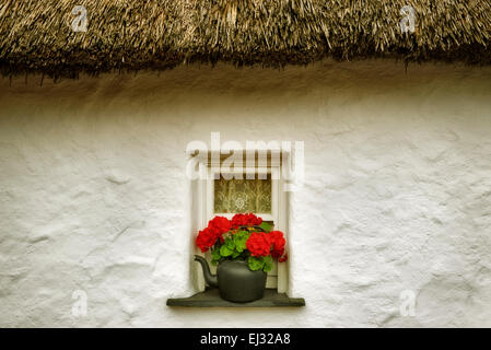 Begonia fleur en pot et fenêtre et toit de chaume. Le château de Bunratty, Irlande Banque D'Images