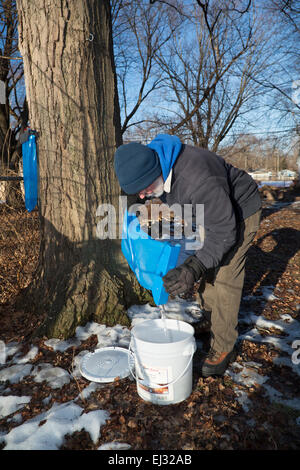 Detroit, Michigan - Bill Hickey recueille la sève des arbres d'érable à sucre dans la section Brightmoor de Detroit. Banque D'Images