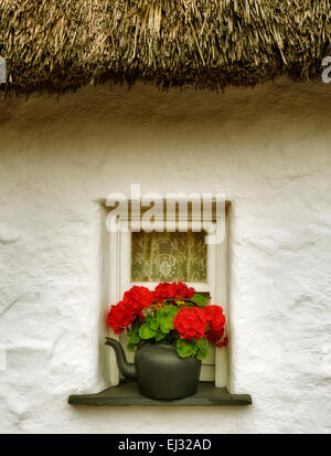 Begonia fleur en pot et fenêtre et toit de chaume. Le château de Bunratty, Irlande Banque D'Images