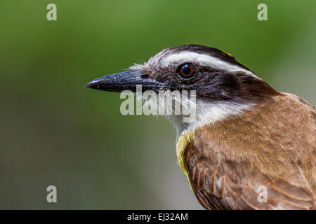 Tyran Quiquivi (Pitangus sulfuratus) portrait Banque D'Images