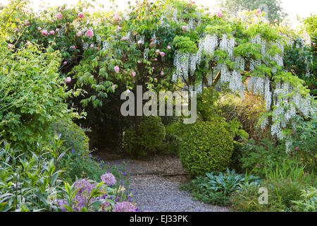 Mill Cottage, Wookey, Somerset, Royaume-Uni. (Sally Gregson) pergola couverte de Wisteria floribunda 'Alba' et rosier grimpant Banque D'Images