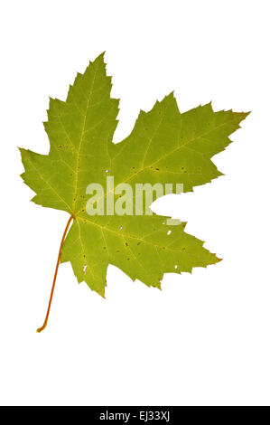 L'érable argenté / Maple Creek / décora l'érable (Acer saccharinum) Feuille d'automne, originaire d'Amérique du Nord contre fond blanc Banque D'Images