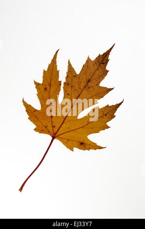 L'érable argenté / Maple Creek / décora l'érable (Acer saccharinum) Feuille d'automne, originaire de l'Est de l'Amérique sur fond blanc Banque D'Images