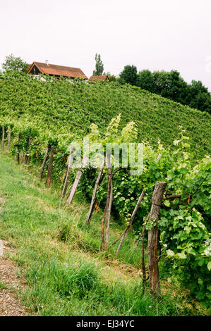 Vignes en Styrie Banque D'Images