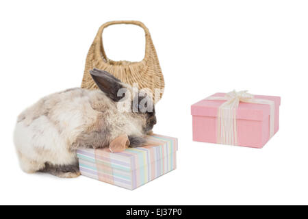 Fluffy bunny avec boîtes cadeaux et panier en osier Banque D'Images