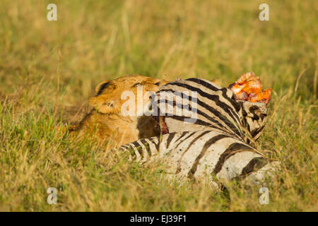 Lion (Panthera leo) cub se nourrissant de tuer un zèbre Banque D'Images