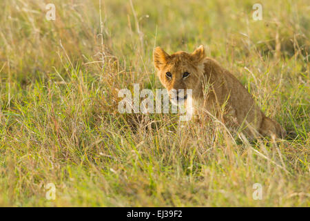 Lion (Panthera leo), Cub assis dans l'herbe haute Banque D'Images