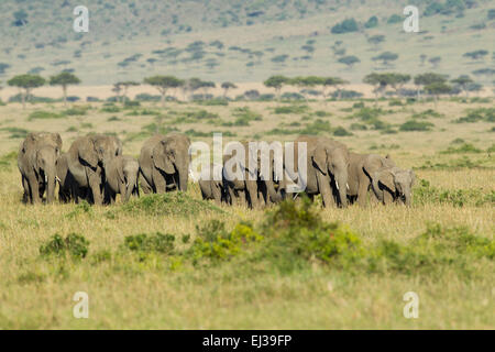 Les éléphants (Loxodonta africana) troupeau d'éléphants en marche une ligne Banque D'Images