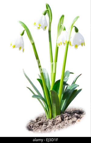 De belles fleurs de printemps leucojum perce-neige blanc sur terre du sol Banque D'Images