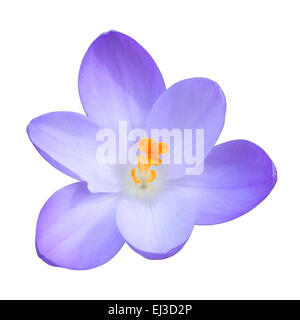 Fleur de printemps crocus bleu unique isolé sur fond blanc Vue de dessus Banque D'Images