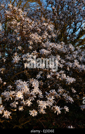 Magnolia stellata 'Waterlily' AGM - lumière du soir Banque D'Images