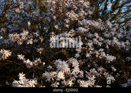 Magnolia stellata 'Waterlily' AGM - lumière du soir Banque D'Images